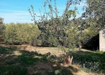 20240906_164421.jpg - Magazzino Contrada Montupoli Avenna, Miglianico - foto 3