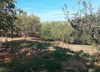 20240906_164424.jpg - Magazzino Contrada Montupoli Avenna, Miglianico - foto 4