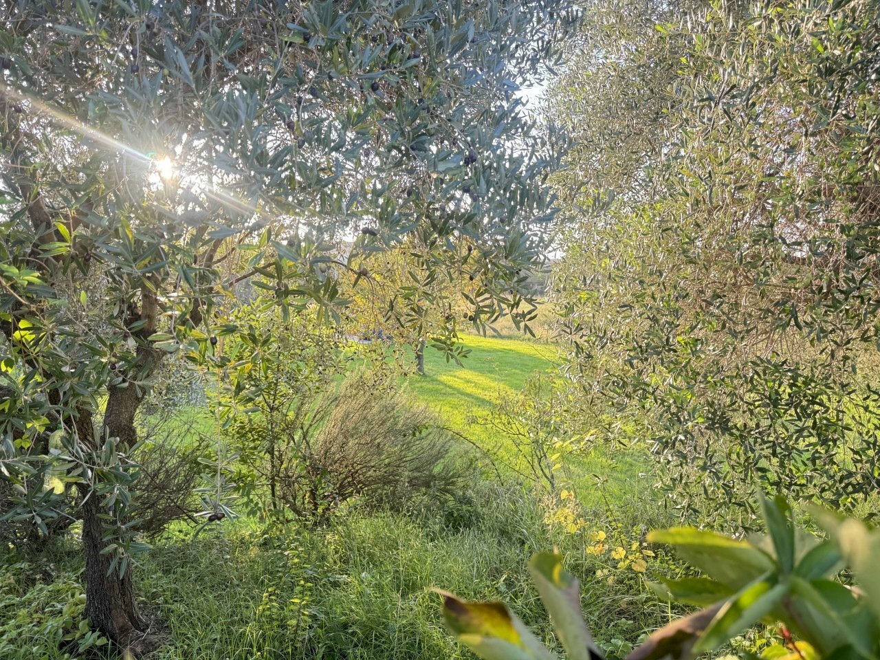 IMG_9630.JPG - Terreno edificabile Pietrasanta - foto 3