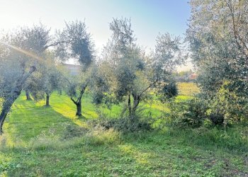 IMG_9629.JPG - Terreno edificabile Pietrasanta - foto 2