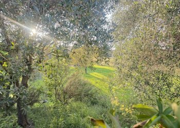 IMG_9630.JPG - Terreno edificabile Pietrasanta - foto 3