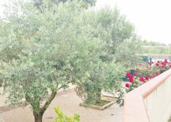 Appartamento Mondragone - foto 4