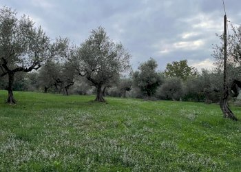 Terreno edificabile Pianella - foto 1
