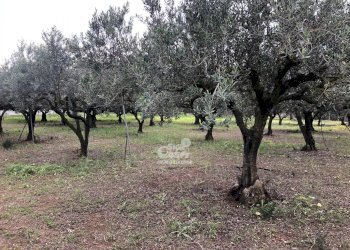 Casale Marsala - foto 7