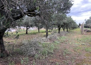 Casale Marsala - foto 8