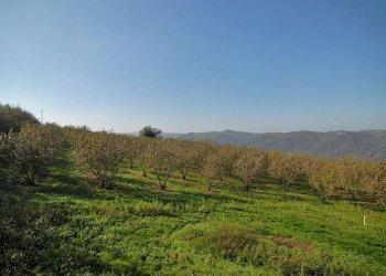 Casale Feisoglio - photo 6