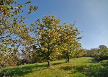 Casale Feisoglio - photo 13