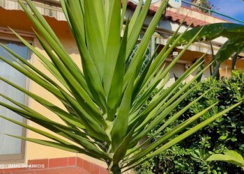 Giardino - Monolocale via Giovanni XXIII, Vallebona - foto 27