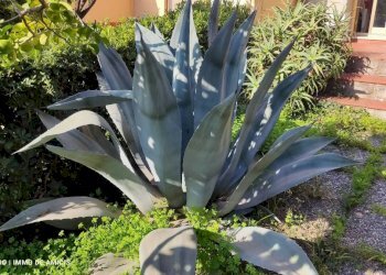 Giardino - Monolocale via Giovanni XXIII, Vallebona - foto 34