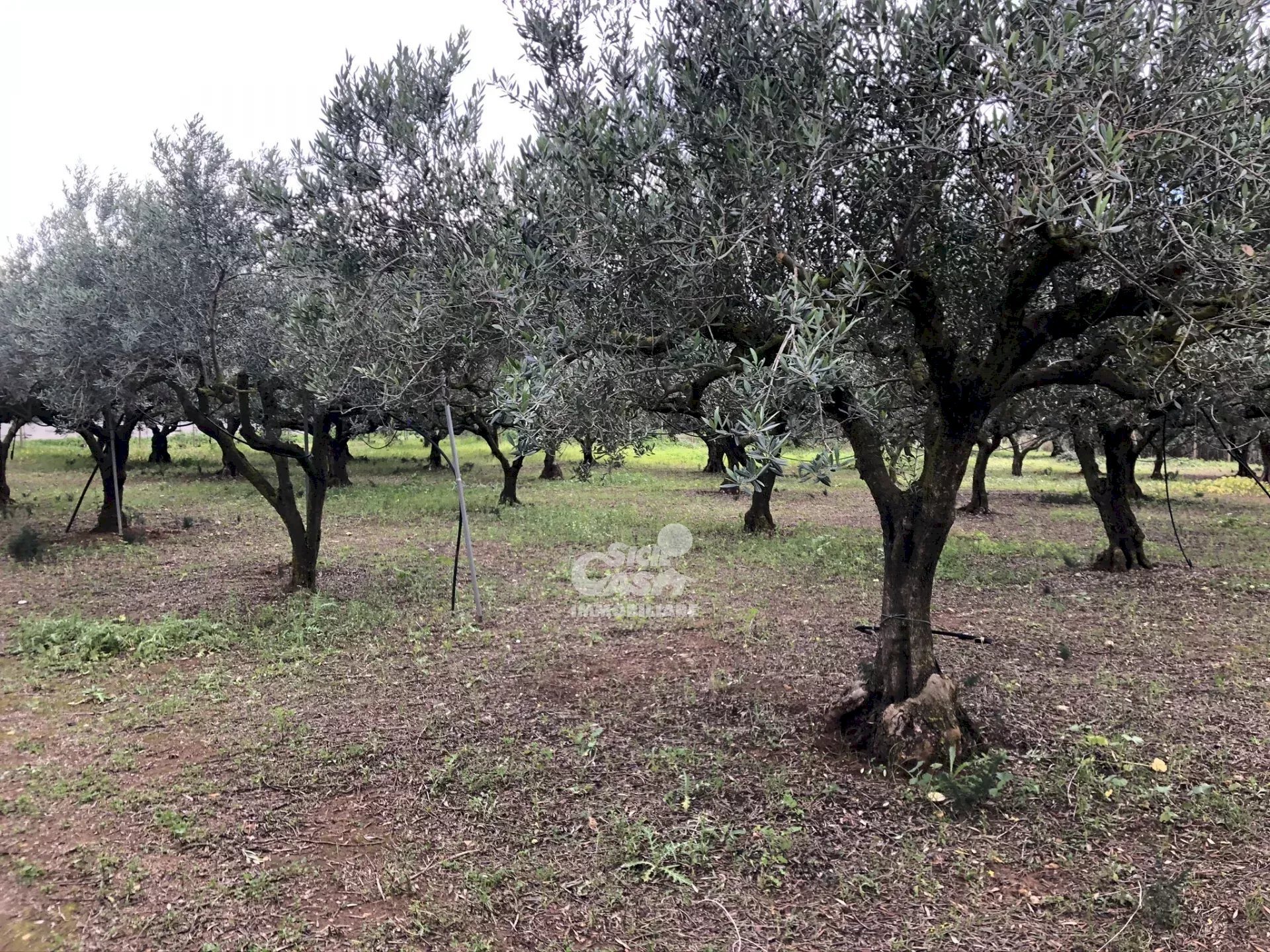 Building land Marsala - photo 2