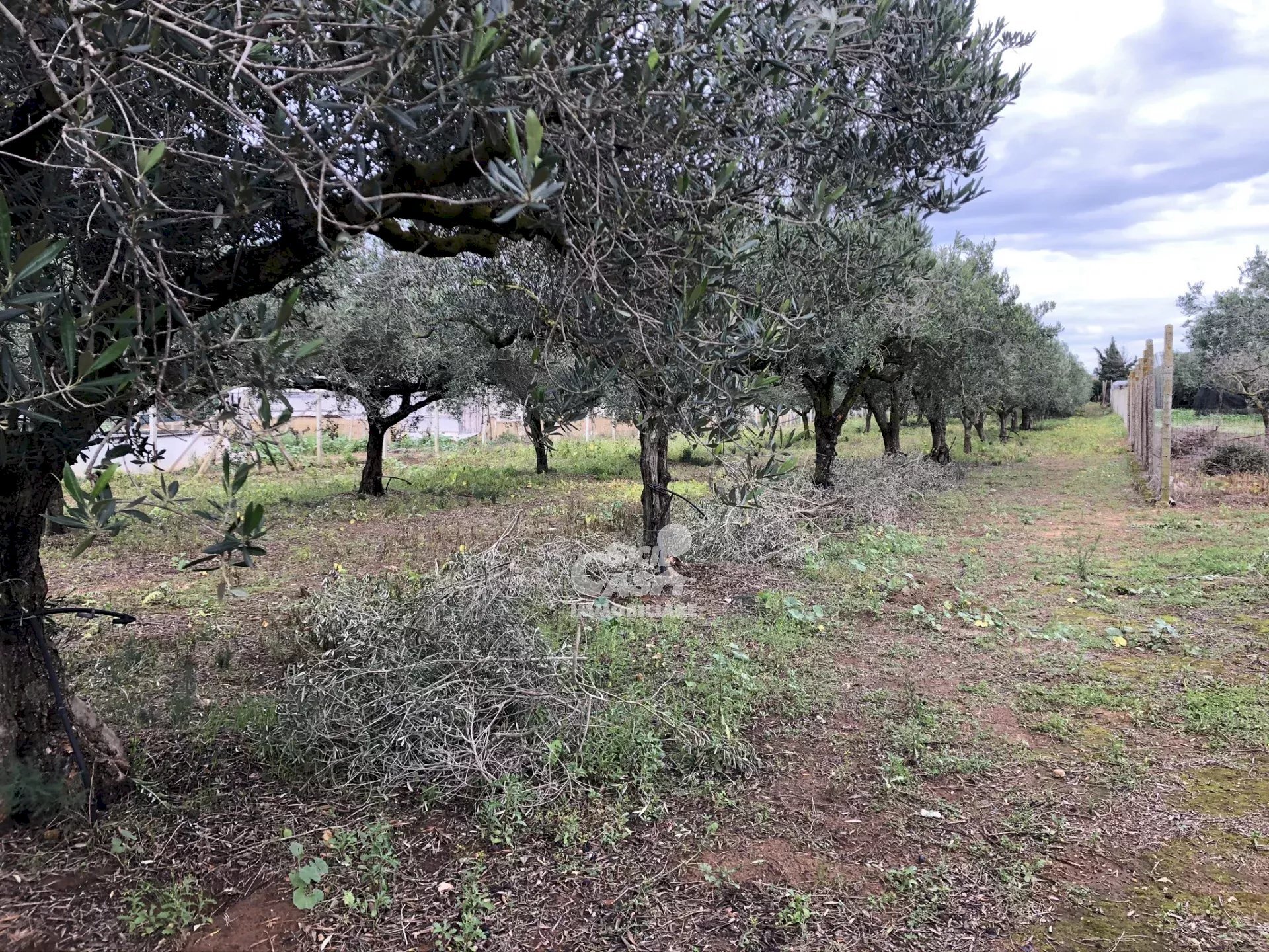 Building land Marsala - photo 3