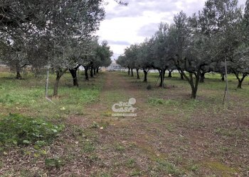 Terreno edificabile Marsala - foto 4