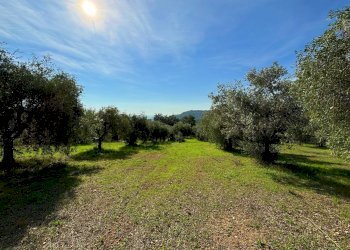 Terreno agricolo cuprense, Grottammare - foto 3