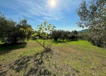 Terreno agricolo cuprense, Grottammare - foto 7