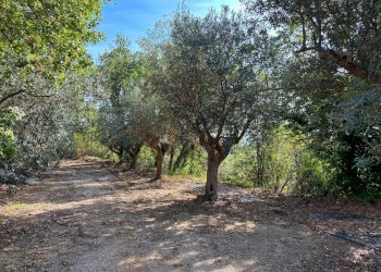 Terreno agricolo cuprense, Grottammare - foto 8