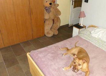 Camera da letto - Appartamento via Andrea Corsini, Pino Torinese - foto 14