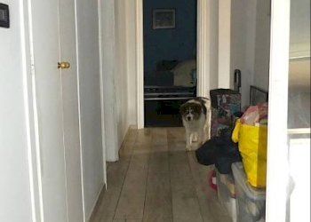 Interno appartamento - Appartamento via Andrea Corsini, Pino Torinese - foto 18