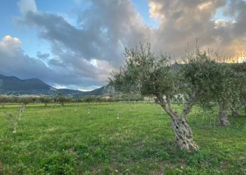 Terreno - Rustico via Angelo Morello, Carini - foto 7