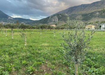 Terreno - Rustico via Angelo Morello, Carini - foto 9