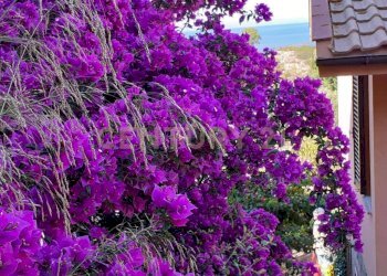 20230726182616-779885-12.jpg - Appartamento Via dell'Arenella, Isola del Giglio - foto 15