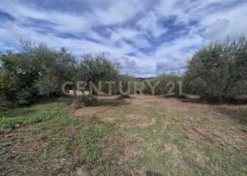 WhatsApp Image 2024-09-28 at 10.59.29 (4).jpeg - Terreno agricolo località la vena snc, Civitella Paganico - foto 10