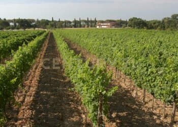 Casale Grosseto - foto 5