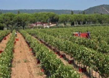 Casale Grosseto - foto 10