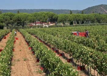 Casale Grosseto - foto 1