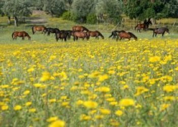 Casale Grosseto - foto 23