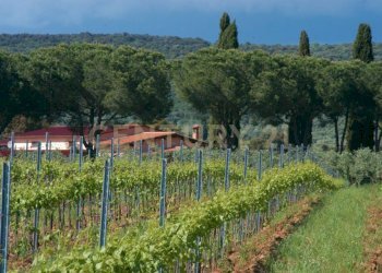 Casale Grosseto - foto 25