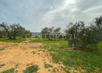 20240514184515-858943-5.jpg - Villa Strada del Priorato, Orbetello - foto 9