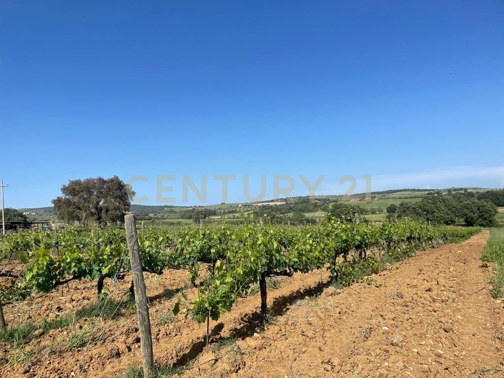 2022120293753-716358-3.jpeg - Casale Via del Molinaccio 10, Magliano in Toscana - foto 2