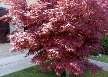 Porzione di casa Ferrara - foto 4