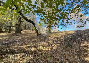 Rustico Frazione Oneglie, Sagliano Micca - foto 10