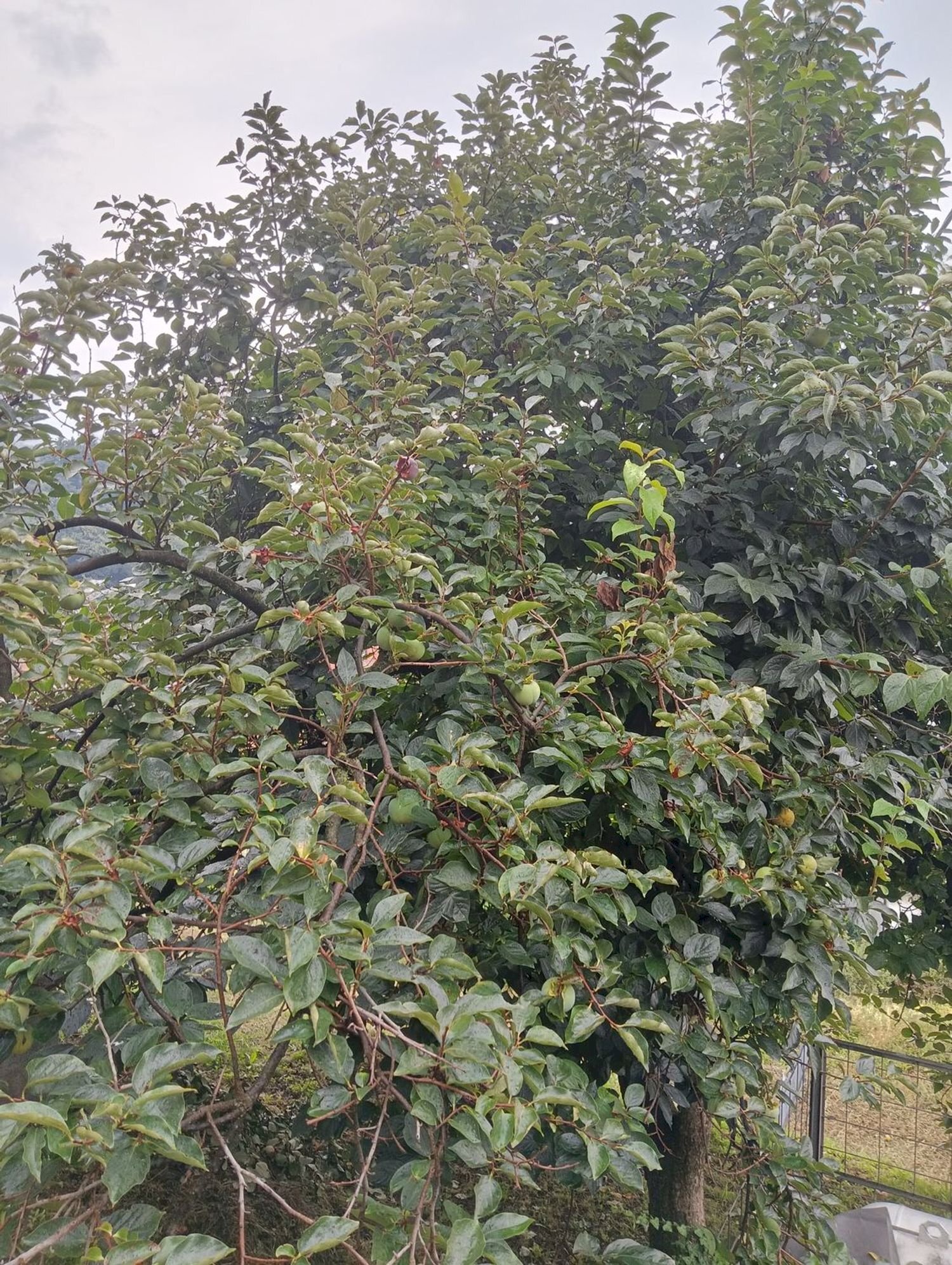 Casa indipendente Trieste, Gemonio - foto 2