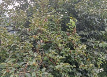 Casa indipendente Trieste, Gemonio - foto 2