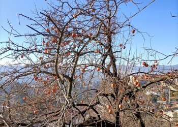 Casa indipendente Trieste, Gemonio - foto 7
