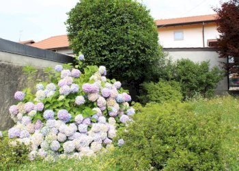 Villa Unifamiliare padella, Ispra - foto 6