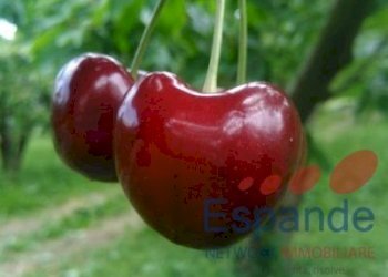 Magazzino Valsamoggia - foto 2