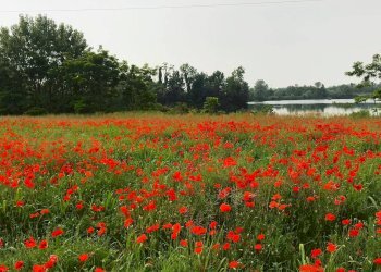Rustico Strada dell'Asino, Carignano - foto 14
