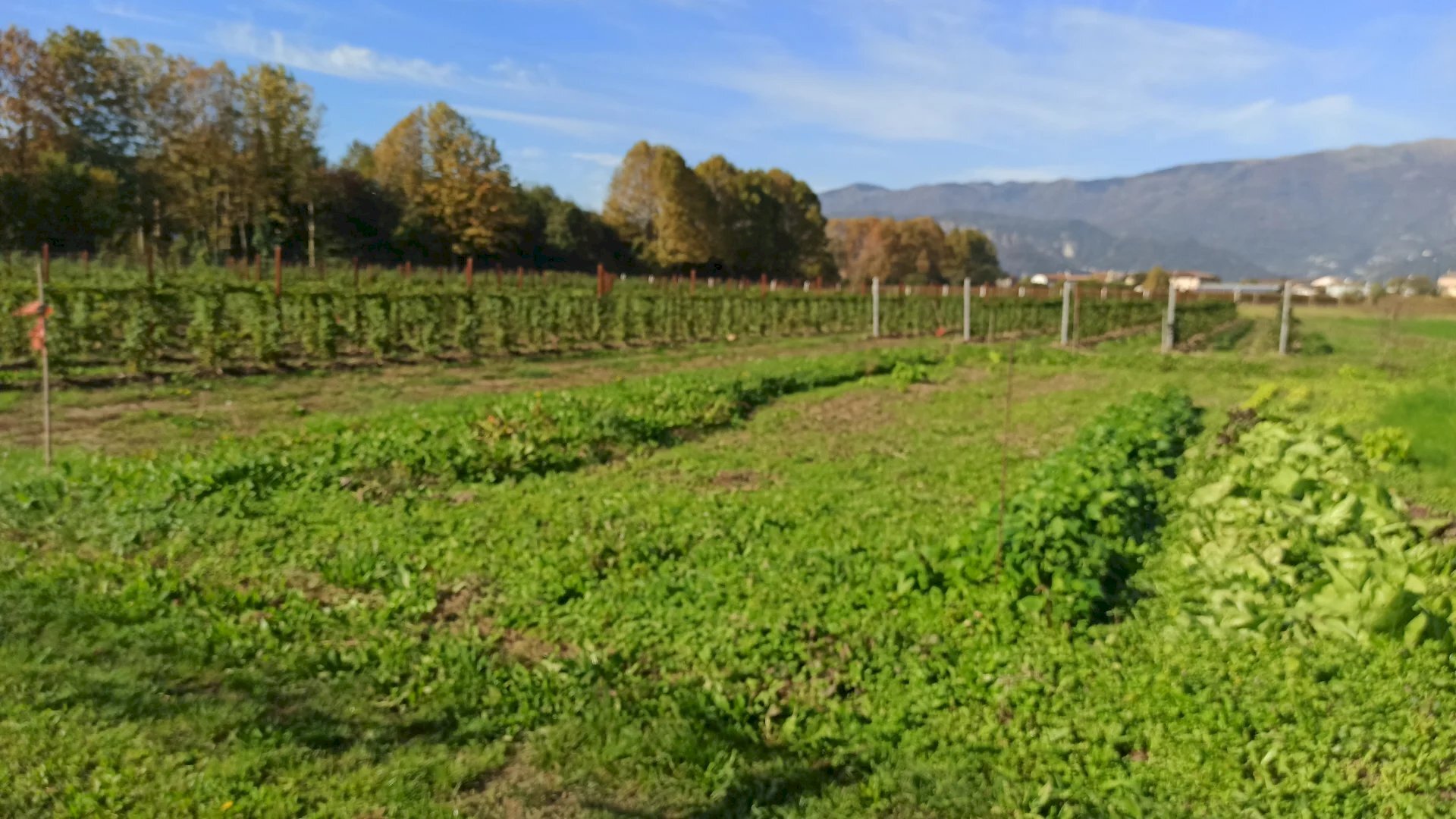 Independent house Vittorio Veneto - photo 2