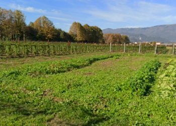 Independent house Vittorio Veneto - photo 2