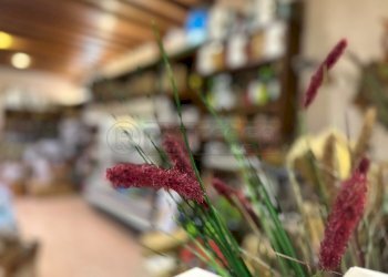 IMG_9477.jpg - Alimentari - Gastronomia Marostica - foto 1