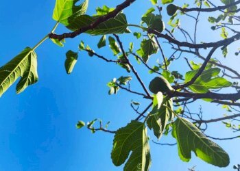 casale rustico pietra Todi (1).jpg - Casale Vocabolo Ospedaletto  snc, Todi - foto 27