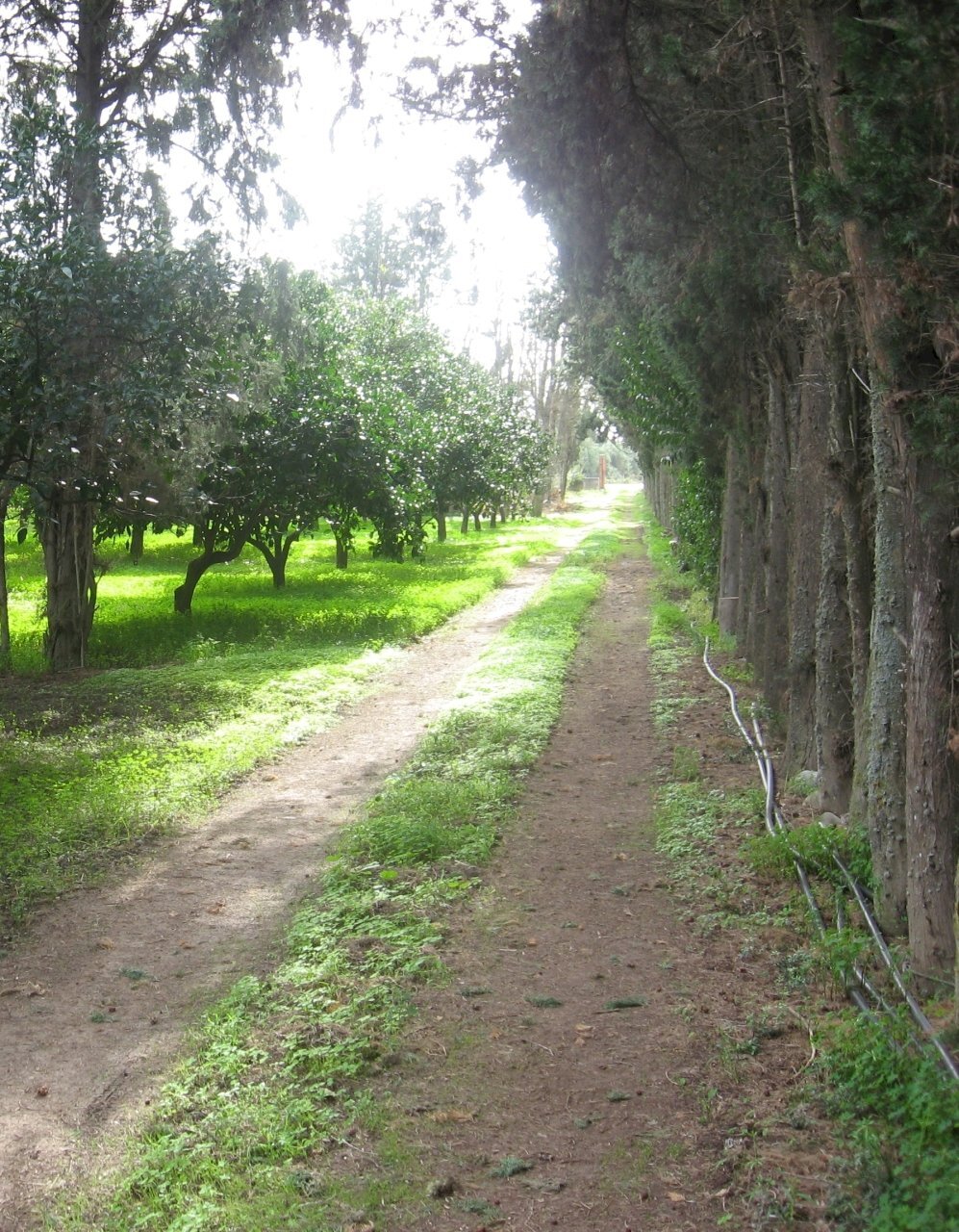 1.jpg - Terreno agricolo Monastir - foto 1