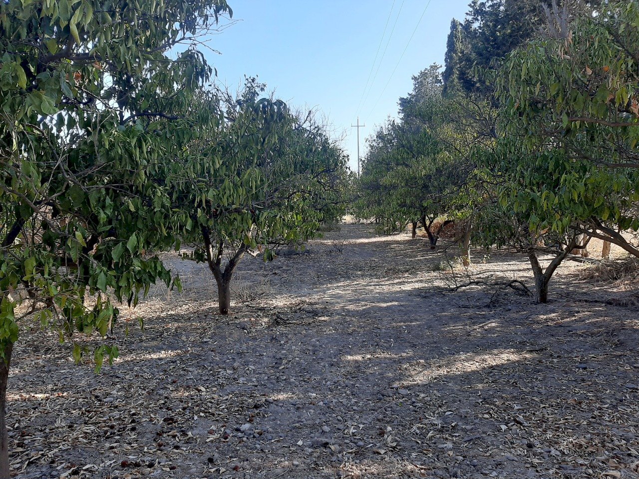 2.jpg - Terreno agricolo Monastir - foto 2