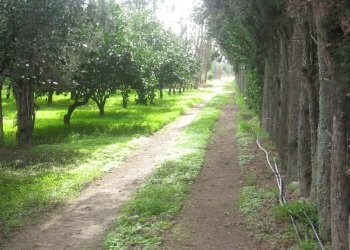 1.jpg - Terreno agricolo Monastir - foto 1