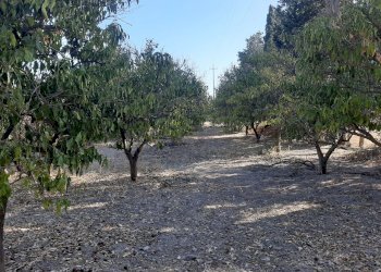 2.jpg - Terreno agricolo Monastir - foto 2