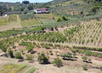 vendesi rustico oliveto piscina azienda agrivola l - Casale Via di Mammoli 1001, Lucca - foto 19