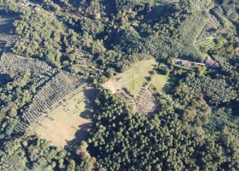 azienda agricola in vendita a Lucca (7).JPG - Azienda agricola Via Tofori, Capannori - foto 5